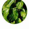 Gymnema Sylvestre Liquid Extract Sugar Cravings Wellness-3